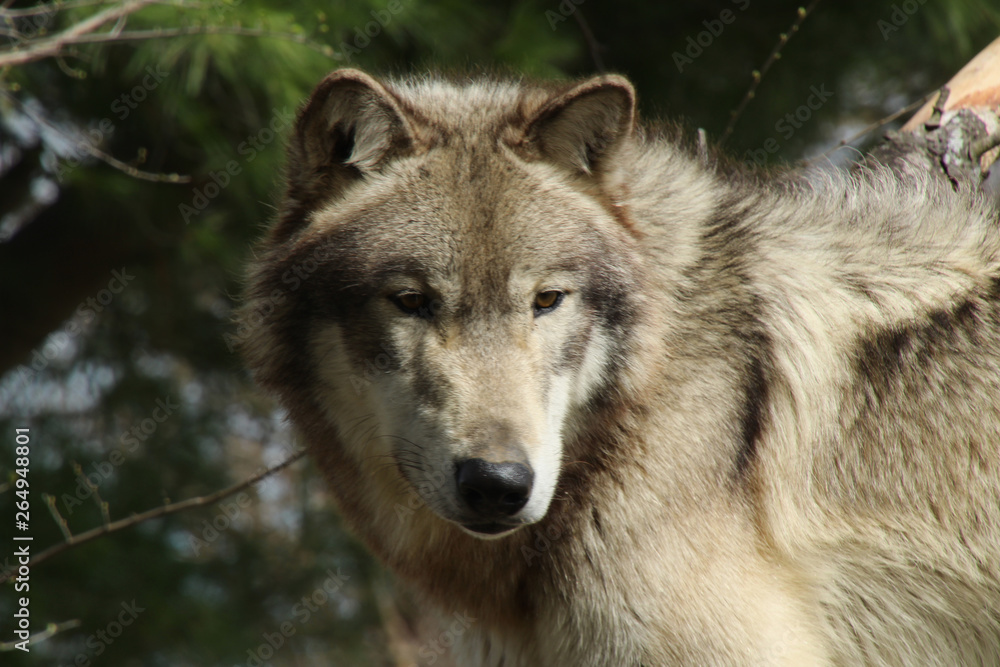 Pondering Wolf