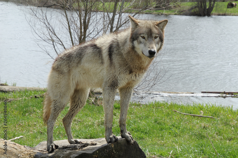 Fototapeta premium Posing on a Log