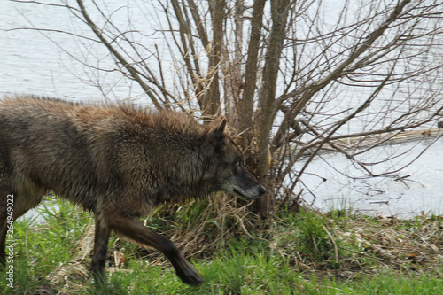 Running Black Wolf