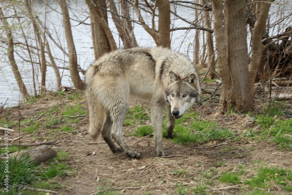 Startled Wolf Startled Wolf