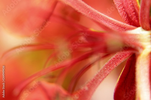Macro Close up of the red flower of the Delonix regia tree (royal poinciana, flamboyant or flame tree)