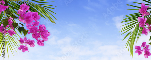 Foto Bougainvillea flowers and palm leaves in a tropical arrangement on blue sky