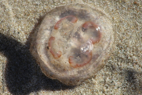 Meduza plaża parzydełka