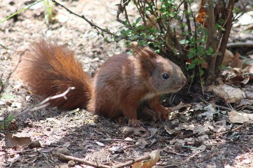 Wiewiórka