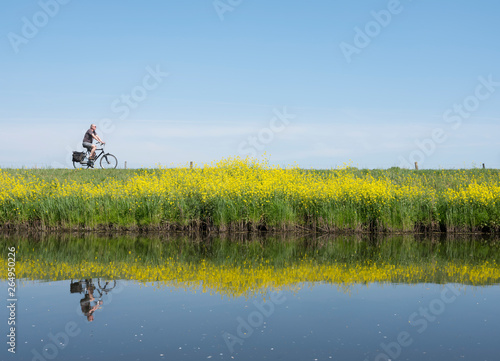 man rides bicycle along water of valleikanaal near leusden in the netherlands and passes yellow blooming flowers of rapeseed
