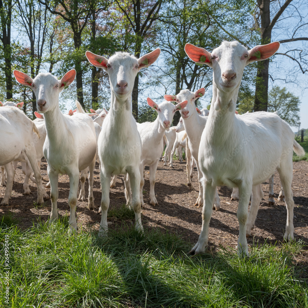 Fototapeta premium group of white goats outside on sunny spring day near utrecht in holland
