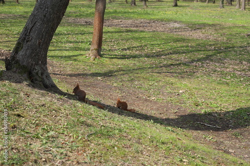 Fototapeta Naklejka Na Ścianę i Meble -  Wiewiórki na trawie w parku