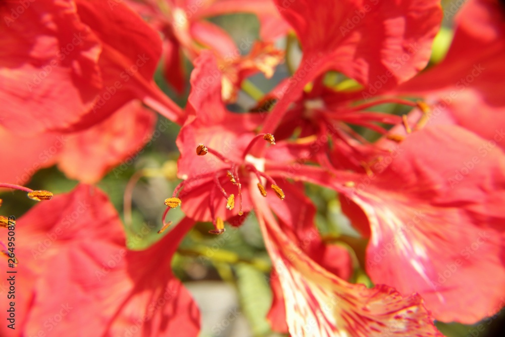 Flame Tree red colour or peacock flower
