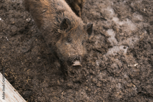 Boars in the mud. little boar in the dirt on the farm. Pig family