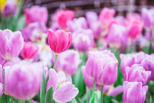 Pink and ourple tulip flowers meadow, tulip spring nature background