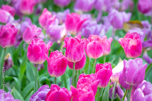 Tulip flowers meadow  tulip spring nature background