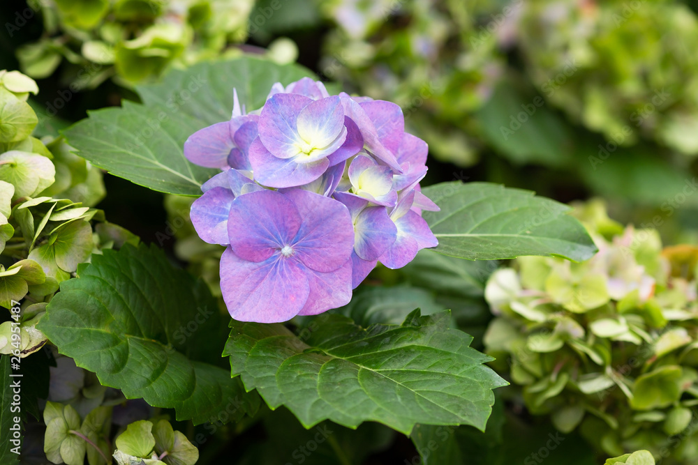 Hydrangea macrophylla, Hortensia flowers blooming in the garden. Hydrangea macrophylla, Hortensia flowers blooming in the garden.