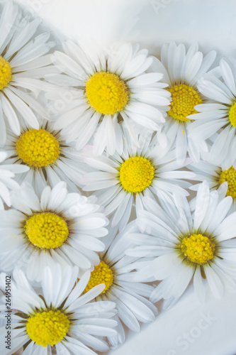 Close up of white blooming daisy flowers in a white porcelain bowl floating in spa water. Spa or health background