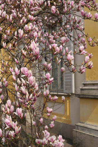 Kwitnąca magnolia 