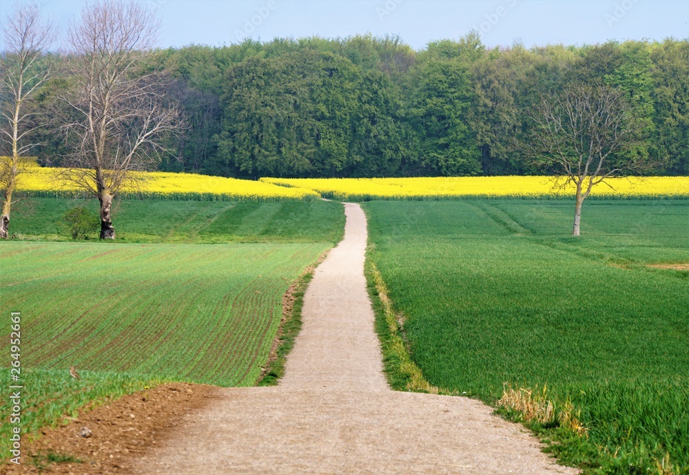 Obraz premium Path in countryside
