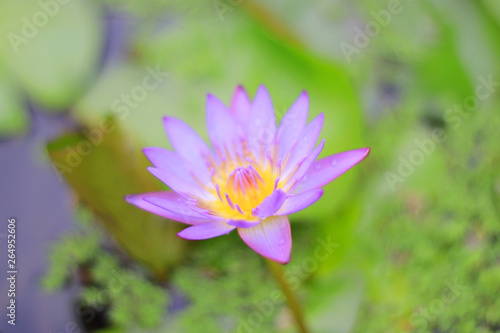 lotus flower purple