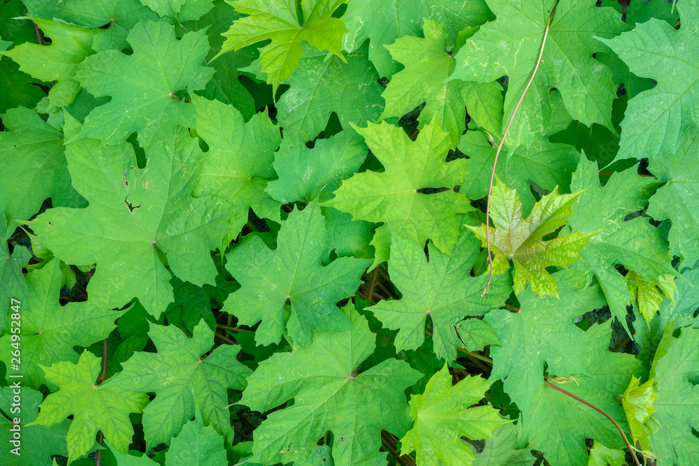 Fresh green leaf for background and copy space, wallpaper Fresh green leaf for background and copy space, wallpaper