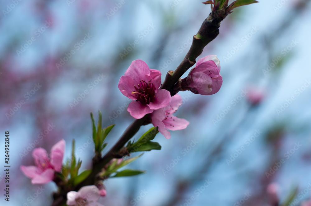 Blossom Cherry Sacura close-up photography Blossom Cherry Sacura close-up photography
