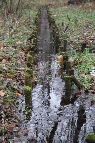 Strumień natura mech las