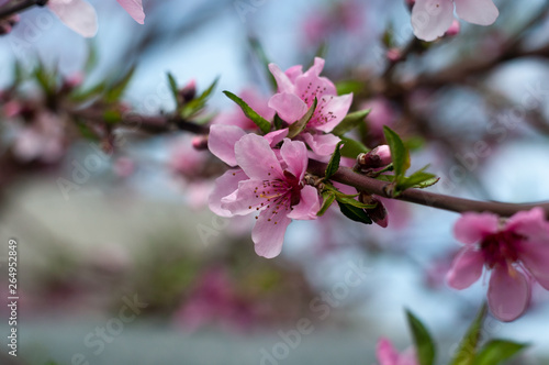 Blossom Cherry Sacura close-up photography
