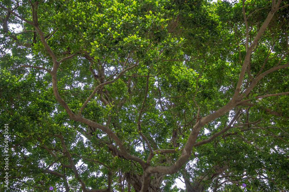 Low angle of fresh big green tree for background and wallpaper Low angle of fresh big green tree for background and wallpaper