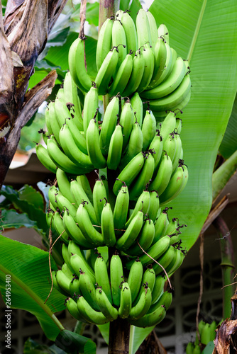 Closeup of a green banana bunch in a plantation, raw fruit in tropical climate, 