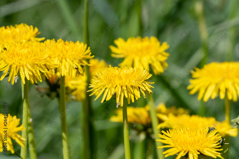 yellow dandelions in a meadow yellow dandelions in a meadow
