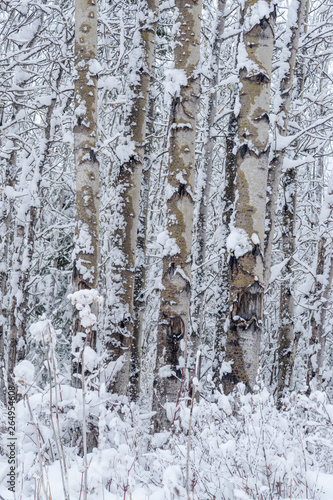 Aspen after a Heavy Snow - Snowy Forests