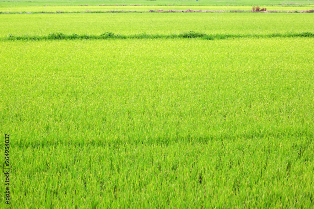 landscape of green paddy leaf background. landscape of green paddy leaf background.