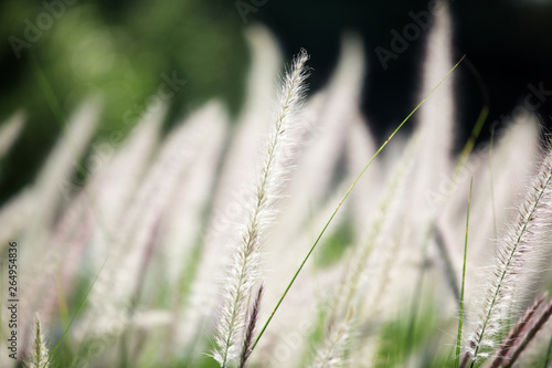 white reeds grass background