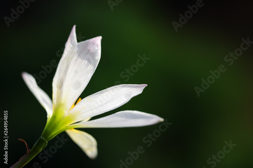 blooming white rain lily flower