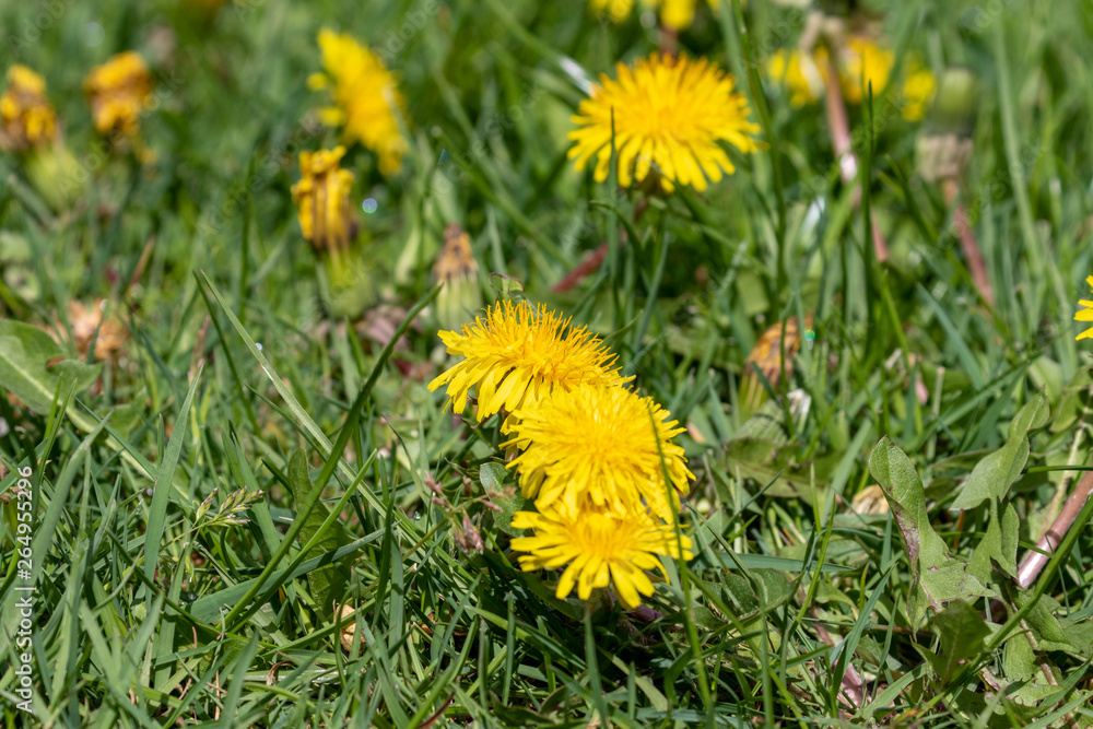 some yellow dandelions in the grass in spring some yellow dandelions in the grass in spring