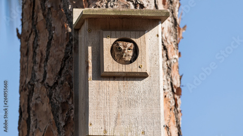 Canvas Print Eastern screech owl Megascops asio in a birdhouse