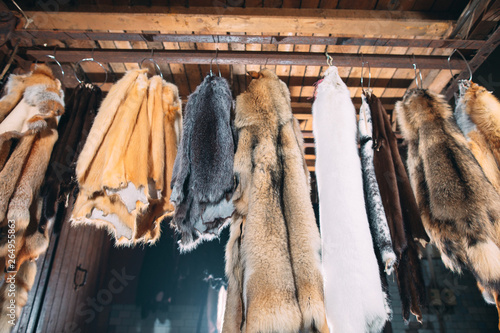 Animal fur. foxes, raccoon, wolf, beaver, mink, nutria hanging after processing.