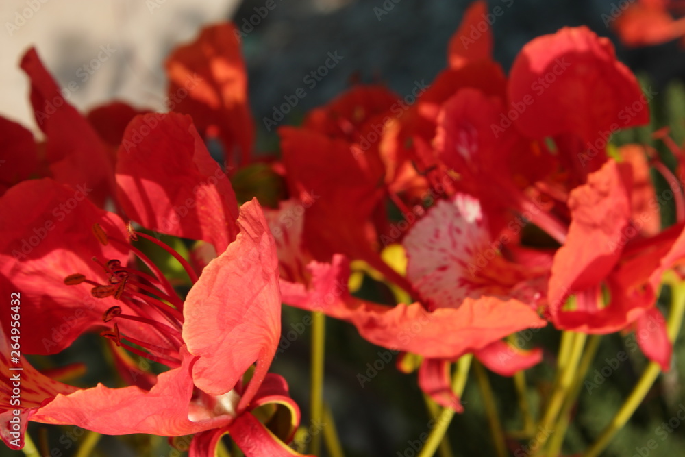 Royal poinciana flower or peacock flower closeup Royal poinciana flower or peacock flower closeup