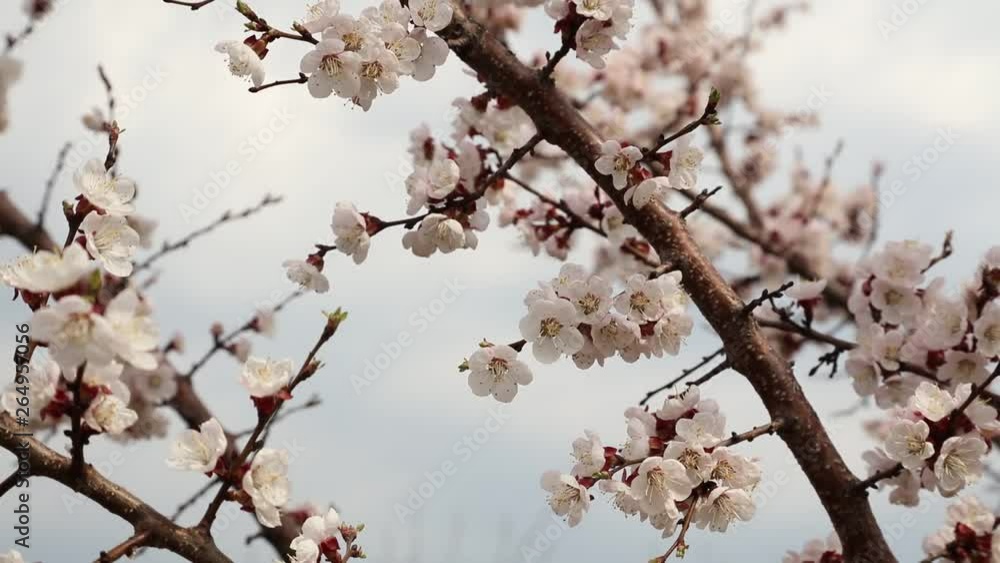 Flowers on the branches of a tree in spring Flowers on the branches of a tree in spring