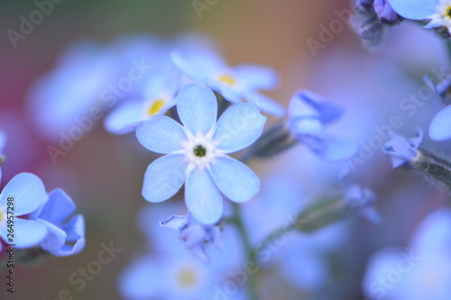 myosotis