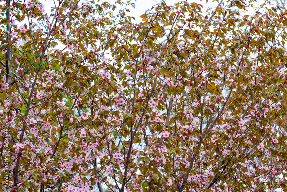 Obraz premium The blooming of the pink Sakura. Cherry and Apple.