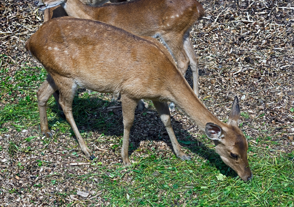 Eld`s deer female also known as the thamin or brow-antlered deer. Latin name - Panolia eldii Eld`s deer female also known as the thamin or brow-antlered deer. Latin name - Panolia eldii