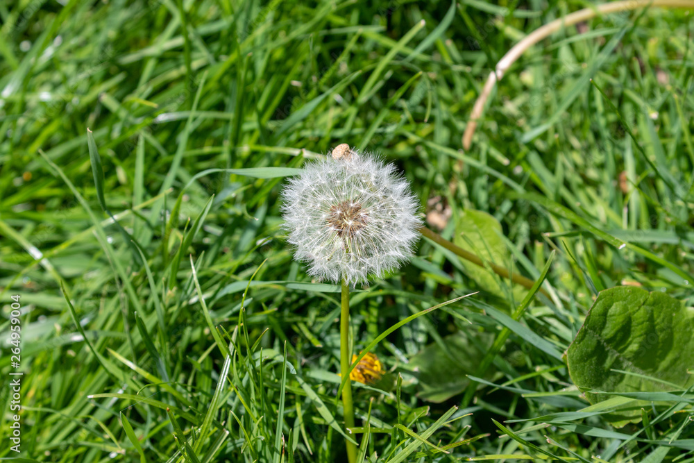 Top view on blowball in a green meadow Top view on blowball in a green meadow