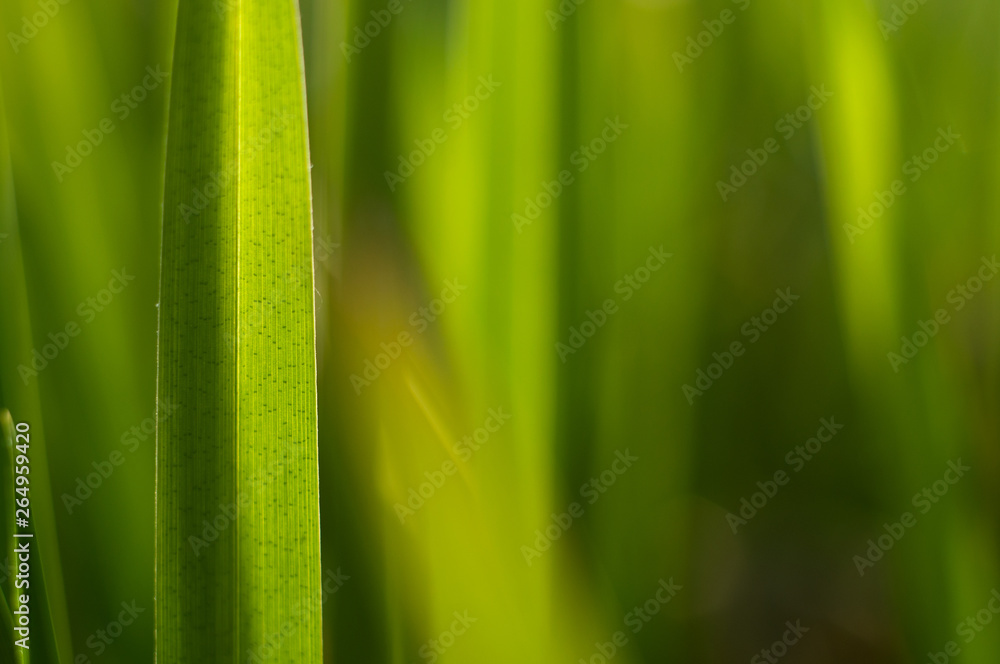 Macro Clean fresh green grass photography Macro Clean fresh green grass photography