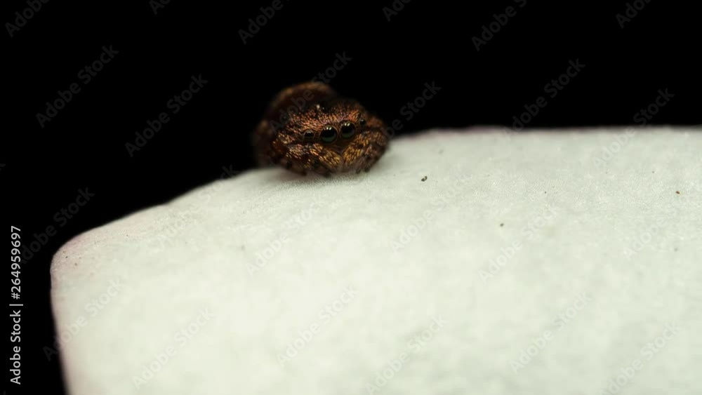 Gold and purple Simaethula spider quickly turns to look at camera