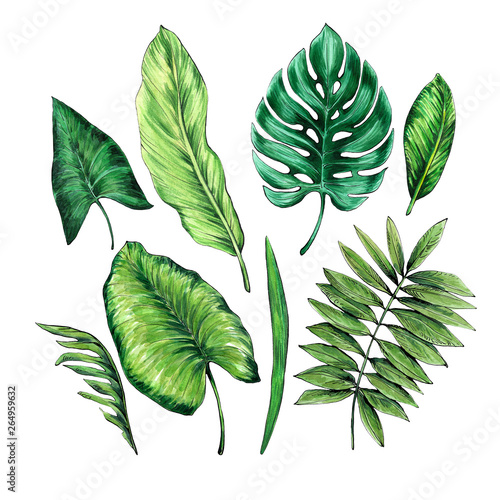 Set of tropical leaves. Watercolor and graphics handmade.