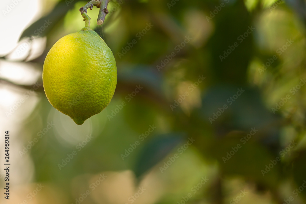 Bio organic lemon fruit hanging on the tree