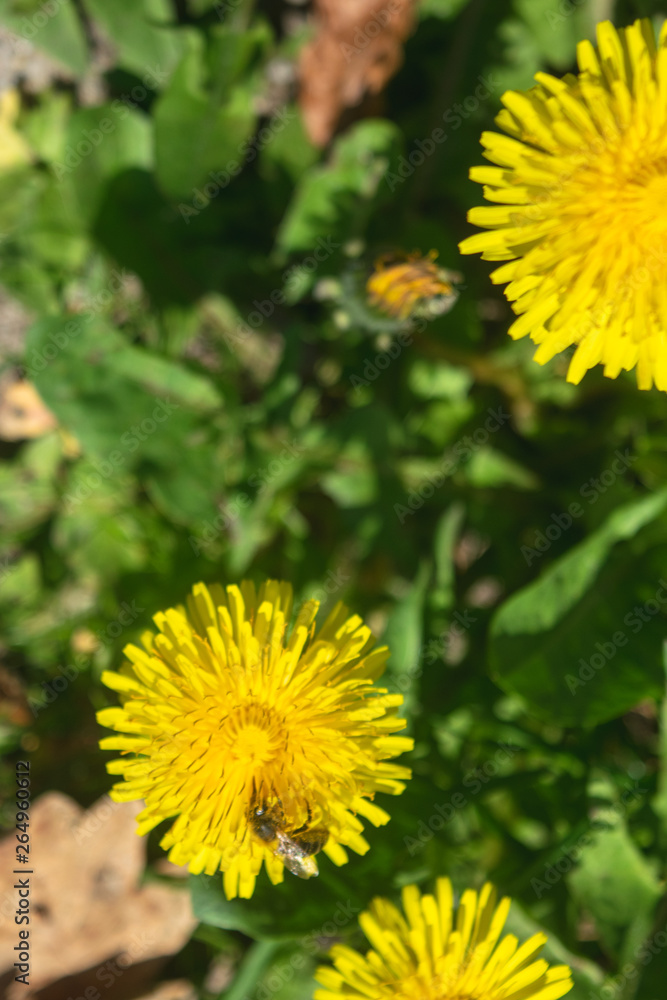 Bee On Dandelion In The Sun Bee On Dandelion In The Sun