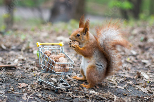 Red squirrel with shopping cart