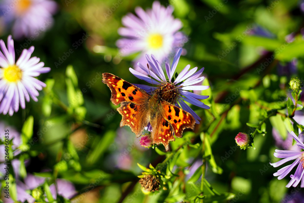 Butterfly Butterfly