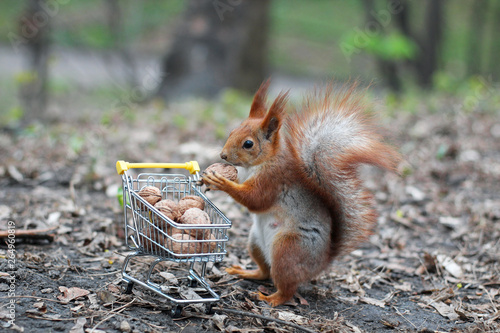 Red squirrel with shopping cart
