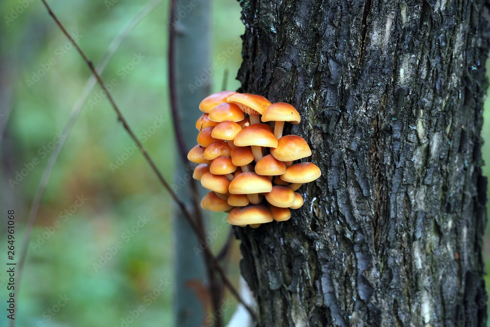 mushrooms mushrooms