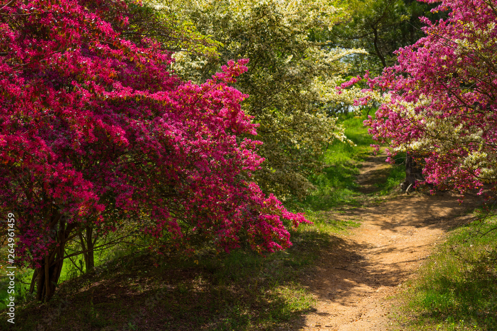 Fototapeta premium トキワマンサク